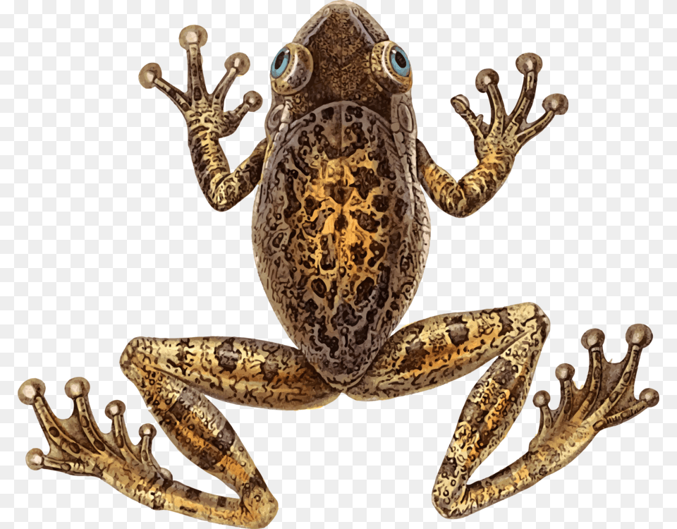 Toadfrogterrestrial Animal Cuban Tree Frog, Amphibian, Wildlife, Reptile, Snake Free Transparent Png