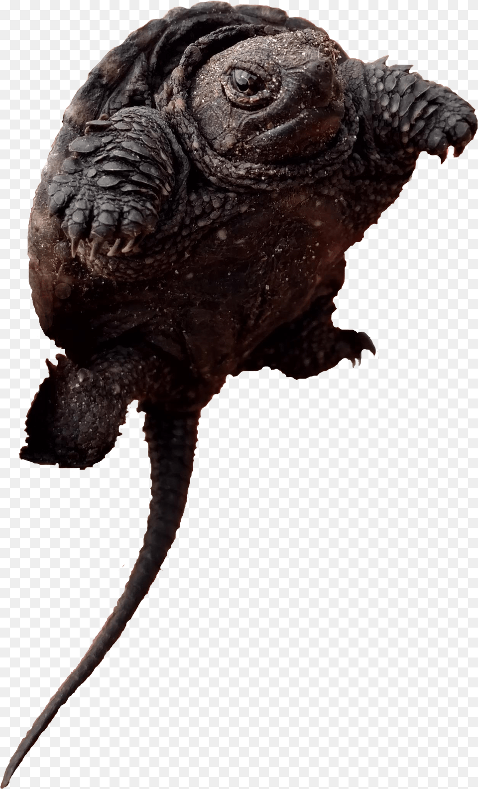 Toads Alligator Snapping Turtle, Animal, Lizard, Reptile Free Png