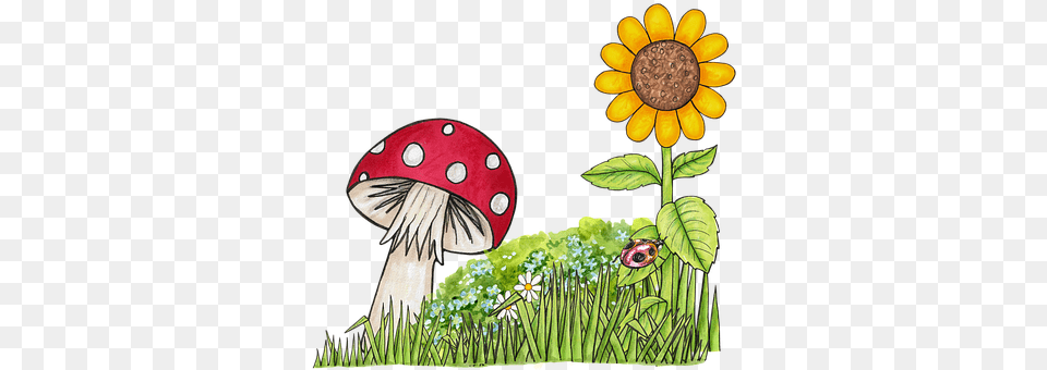 Toadstool Daisy, Flower, Plant, Sunflower Png Image