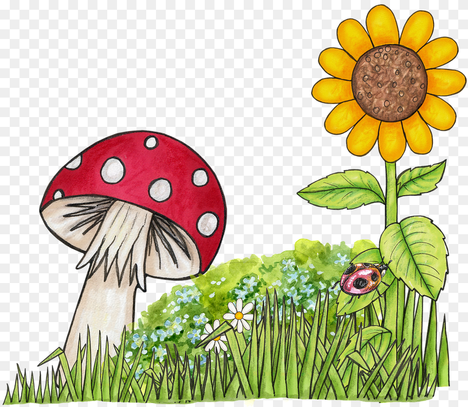 Toadstool Flower And Mushroom Clipart, Daisy, Plant, Sunflower, Person Free Transparent Png