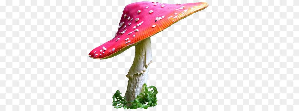 Toadstool Hd Transparent Toadstool Hd Images, Agaric, Amanita, Fungus, Mushroom Png Image