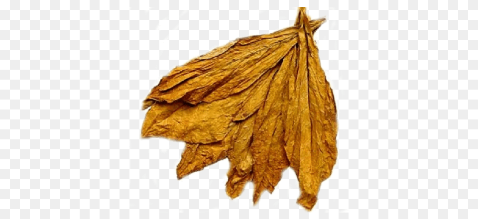 Tobacco, Leaf, Plant Png