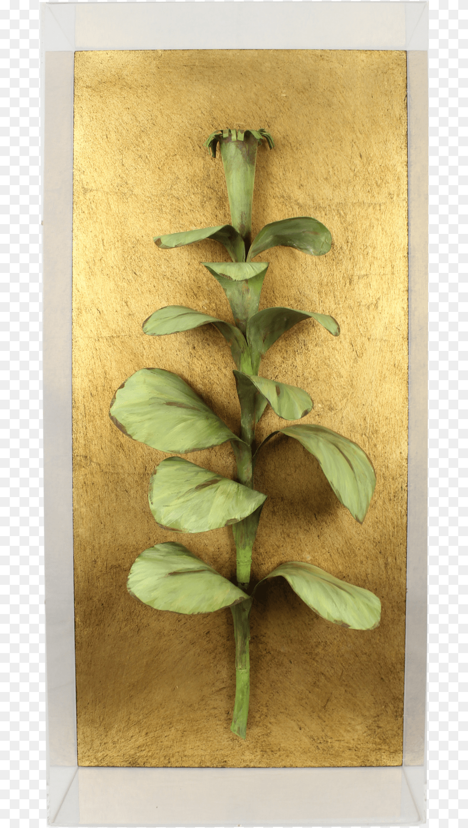 Tobacco, Leaf, Plant, Wood, Flower Free Transparent Png