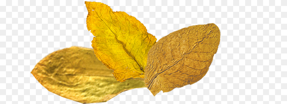 Tobacco, Leaf, Plant, Tree Free Transparent Png
