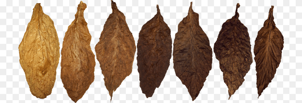 Tobacco, Leaf, Plant, Food, Fruit Png