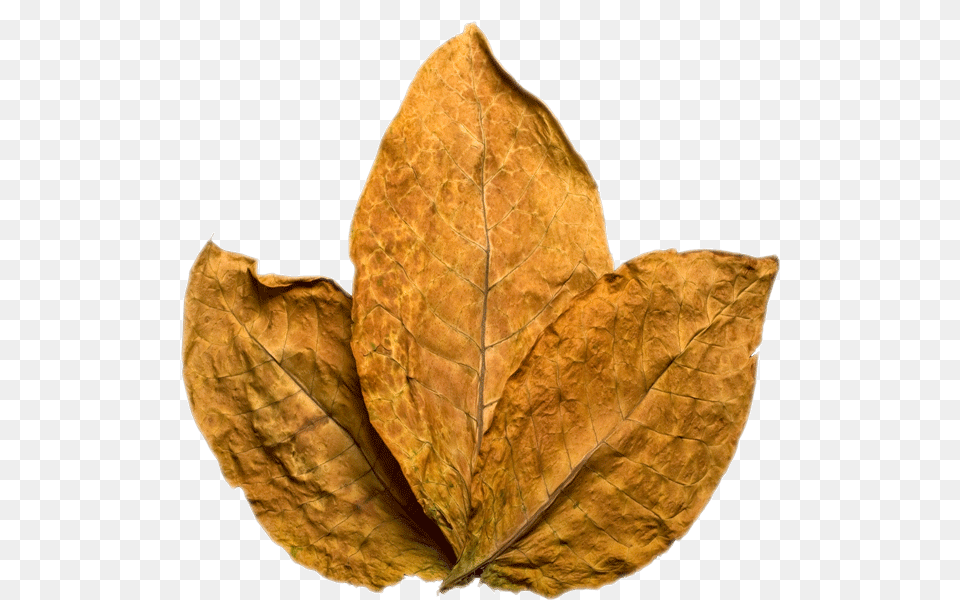 Tobacco, Leaf, Plant, Tree Png