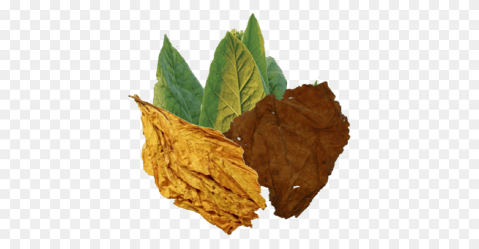 Tobacco, Leaf, Plant Free Png