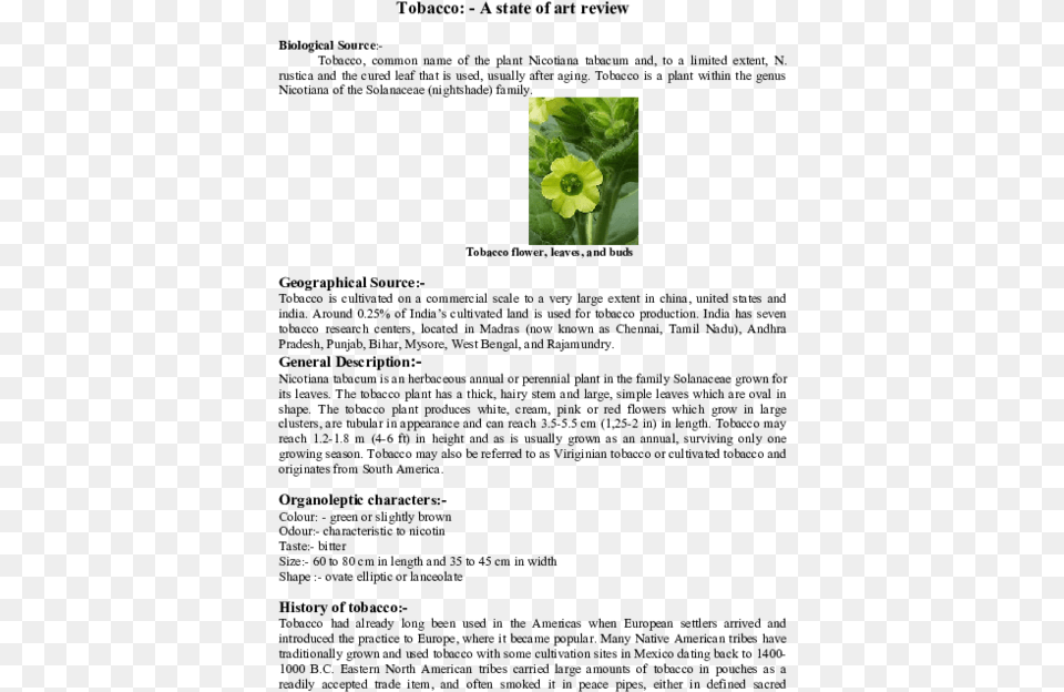 Tobacco Flower, Green, Anemone, Plant, Leaf Free Png