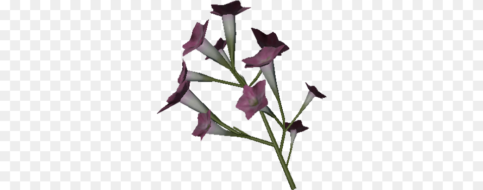 Tobacco Flower Official Green Hell Wiki Bellflower, Petal, Plant, Acanthaceae, Person Free Transparent Png