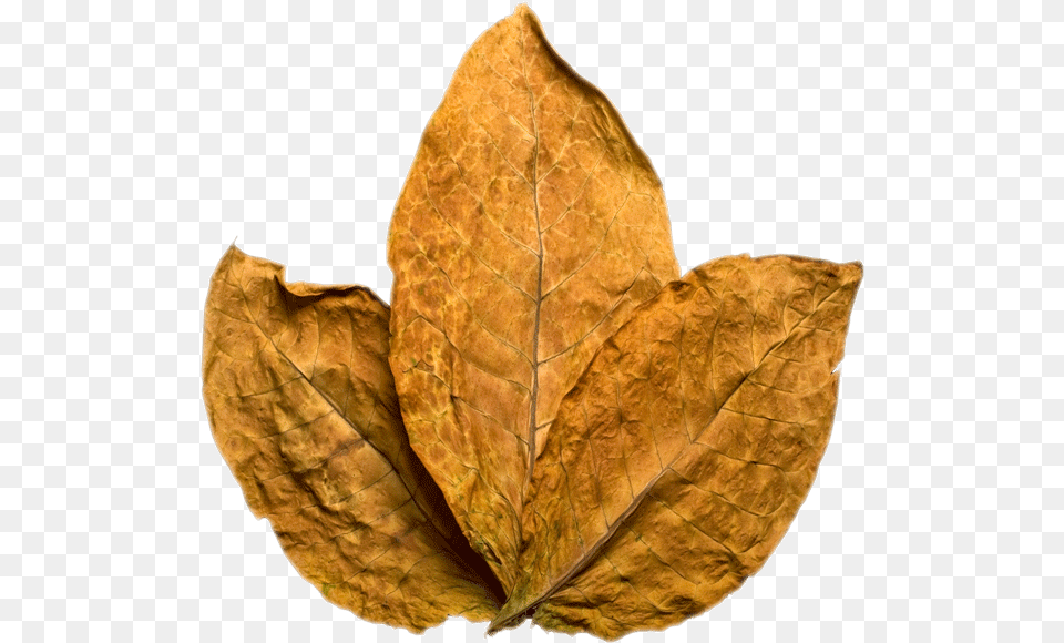 Tobacco Leaf, Plant, Tree Png Image