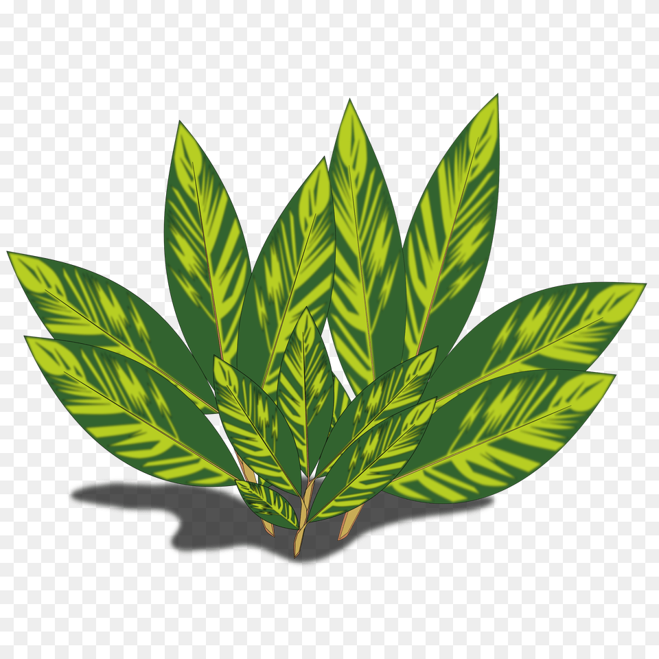 Tobacco Leaf Clip Art, Green, Herbal, Herbs, Plant Png