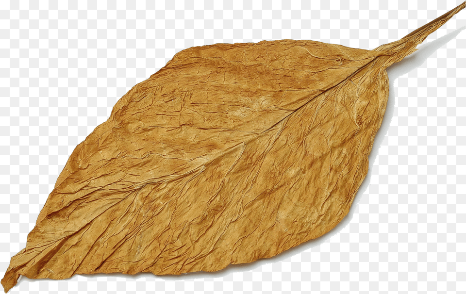 Tobacco Leaves Transparent, Leaf, Plant, Bread, Food Free Png Download