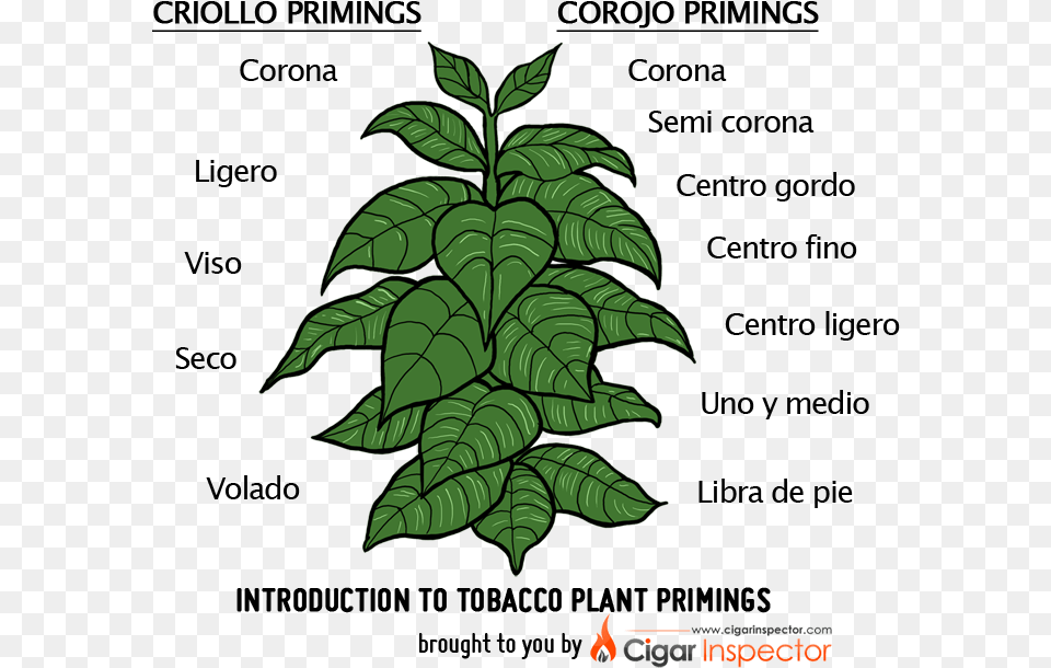 Tobacco Plant, Leaf, Green, Vegetation Png