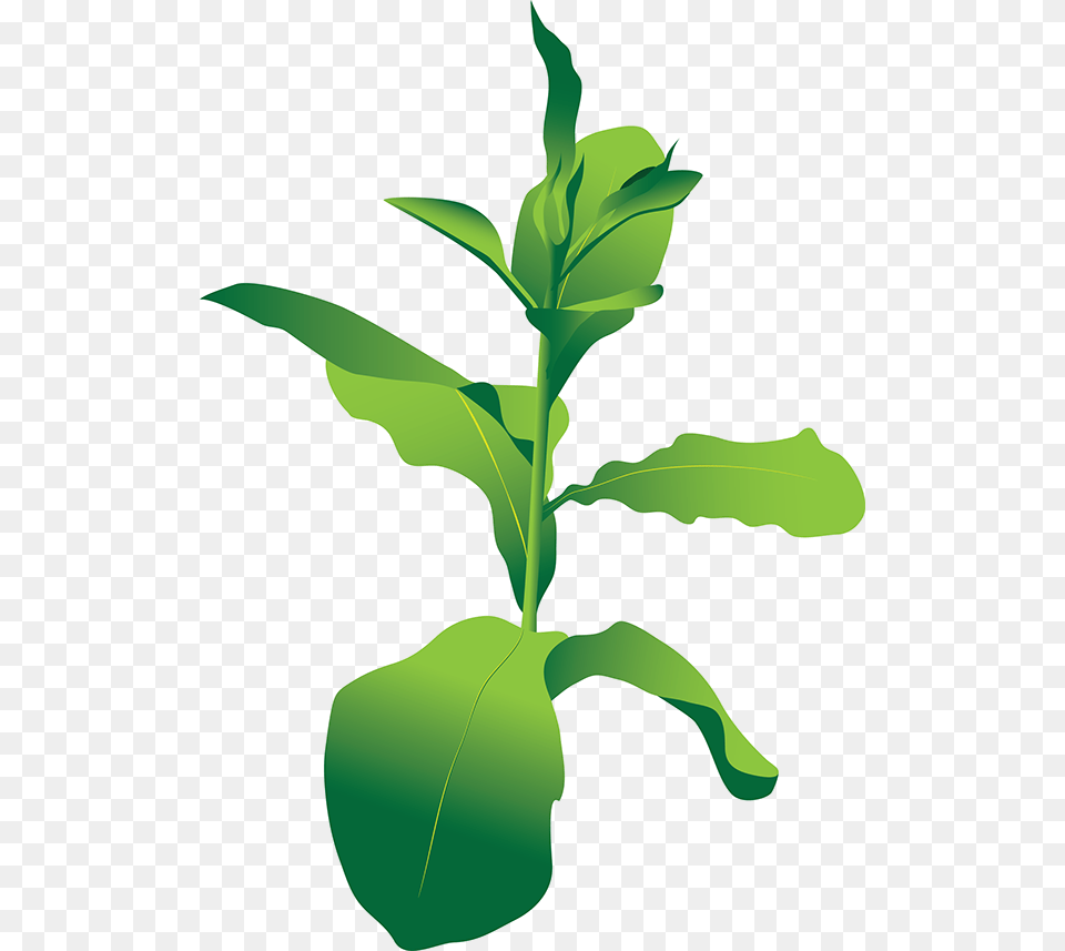Tobacco Plant, Leaf, Green Free Transparent Png