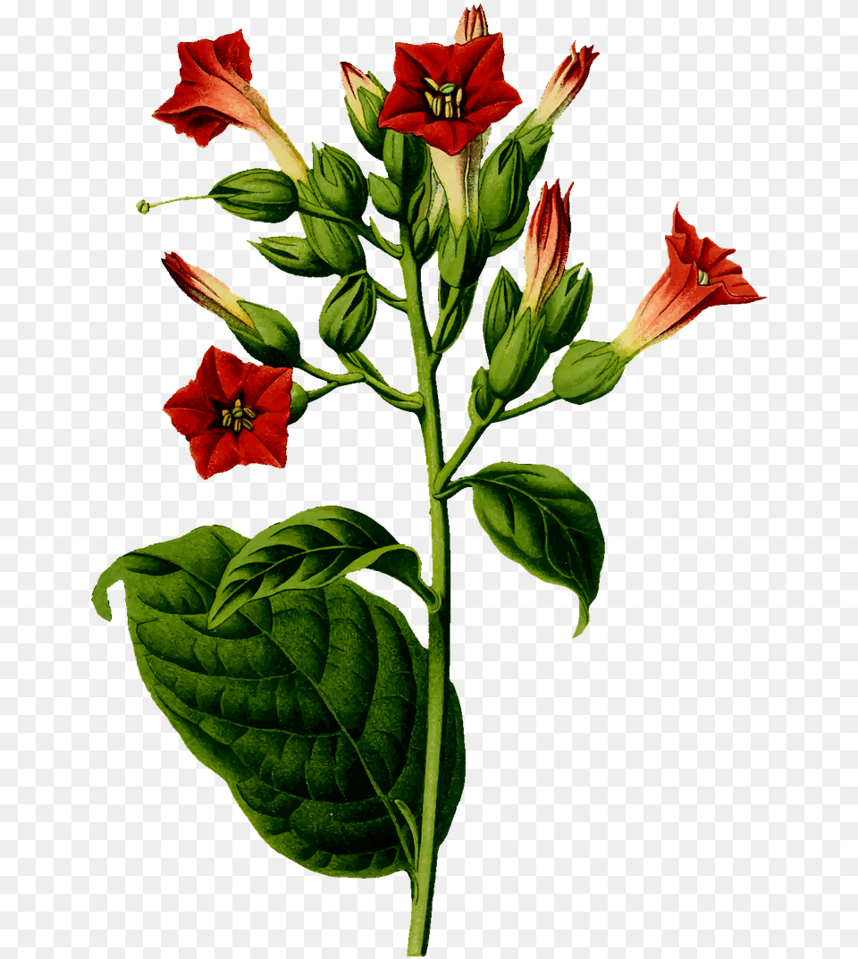 Tobacco Plant, Acanthaceae, Flower, Geranium, Rose Png