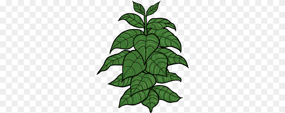 Tobacco Plant Tobacco Plant Clipart, Leaf, Green Free Transparent Png