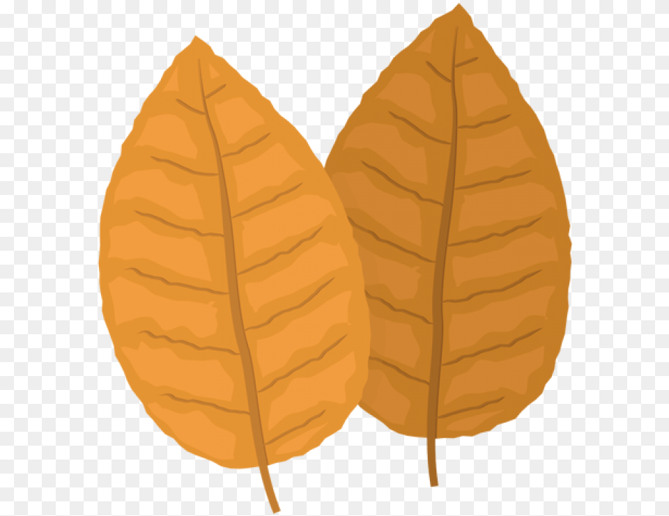 Tobacco Tobacco Leaf, Plant, Person, Face, Head Png