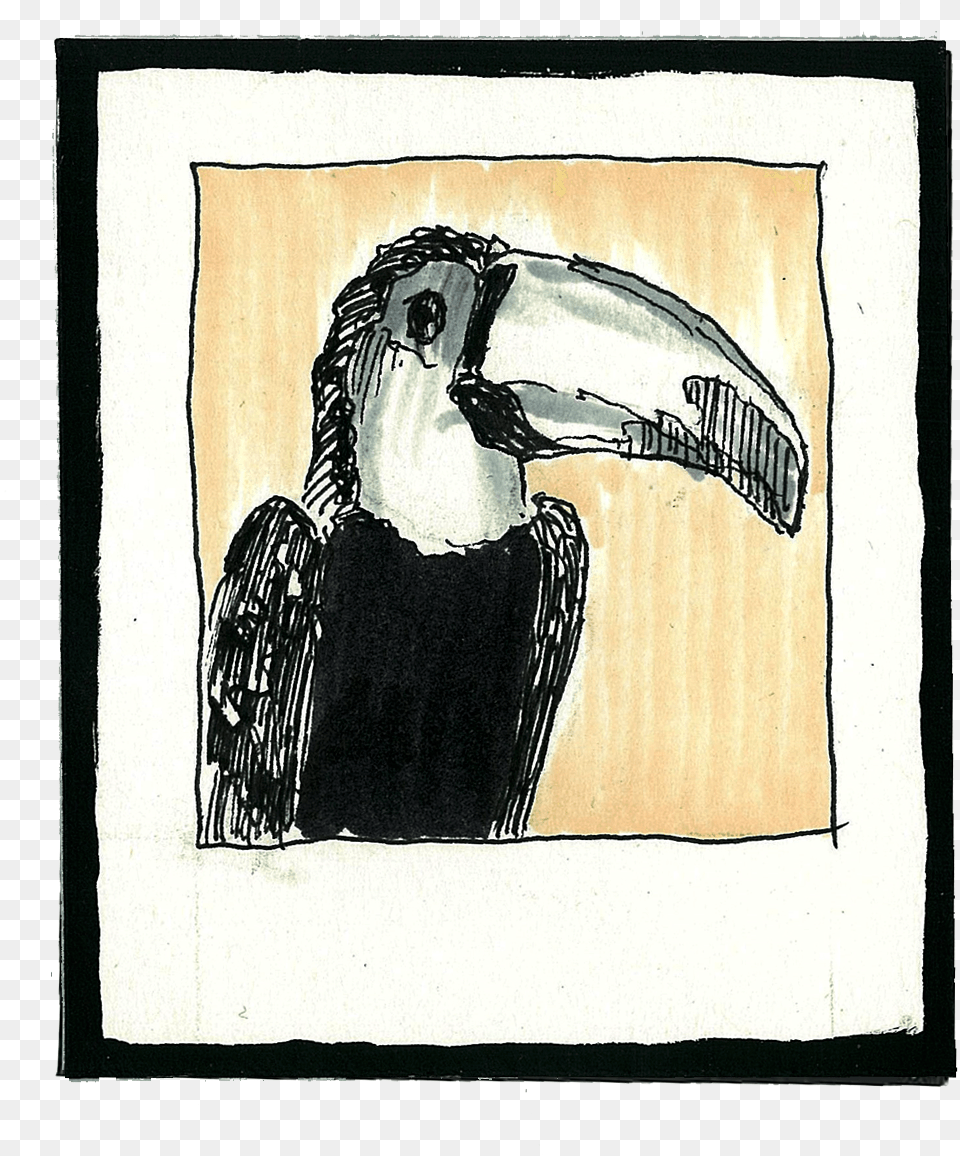 Toco Tucan Hornbill, Animal, Beak, Bird, Adult Png