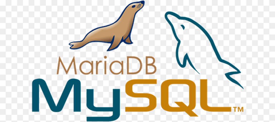 Today Mysql Mariadb, Animal, Bird, Dolphin, Mammal Free Transparent Png