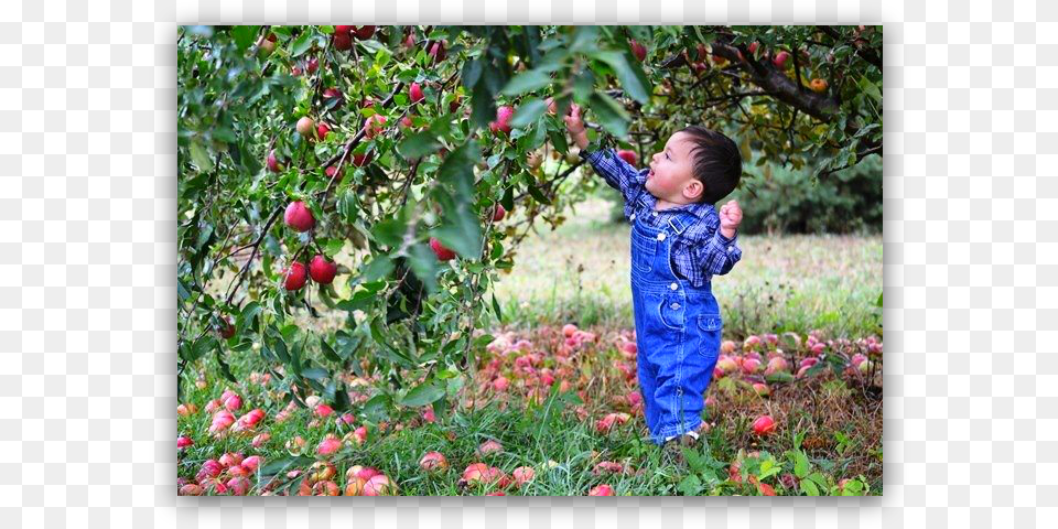 Toddler, Apple, Plant, Person, Produce Png
