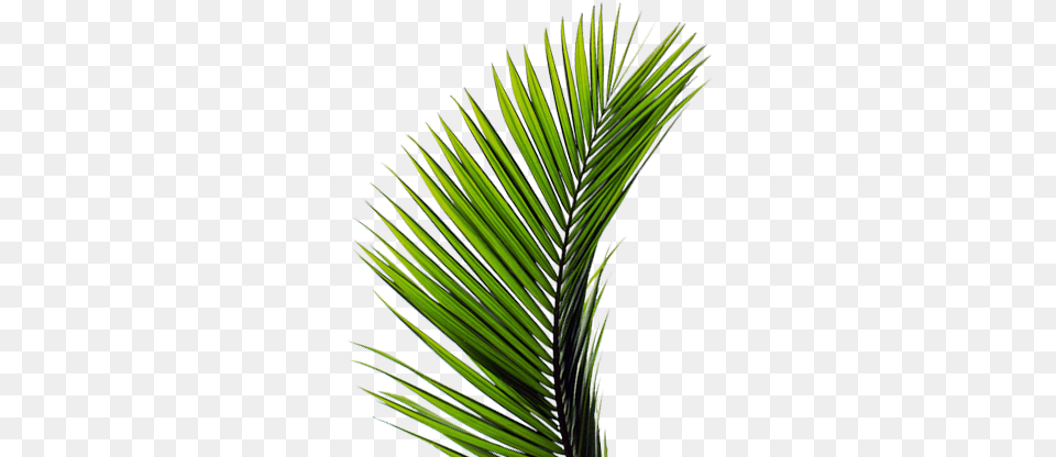 Todos Los Derechos Reservados Palma De Domingo De Ramos, Leaf, Palm Tree, Plant, Tree Png Image