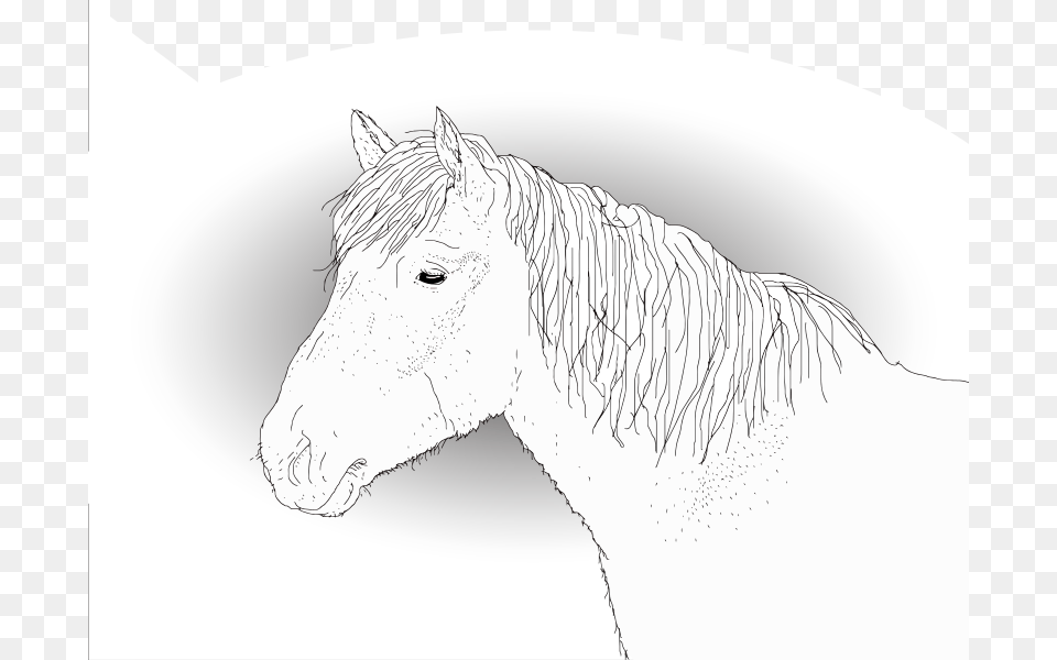 Toivottu Poika Outlines Ore E Ref C Q Xxx E 1 A Hevoslinja Trans Horse Imgpsd, Art, Drawing, Animal, Mammal Free Transparent Png