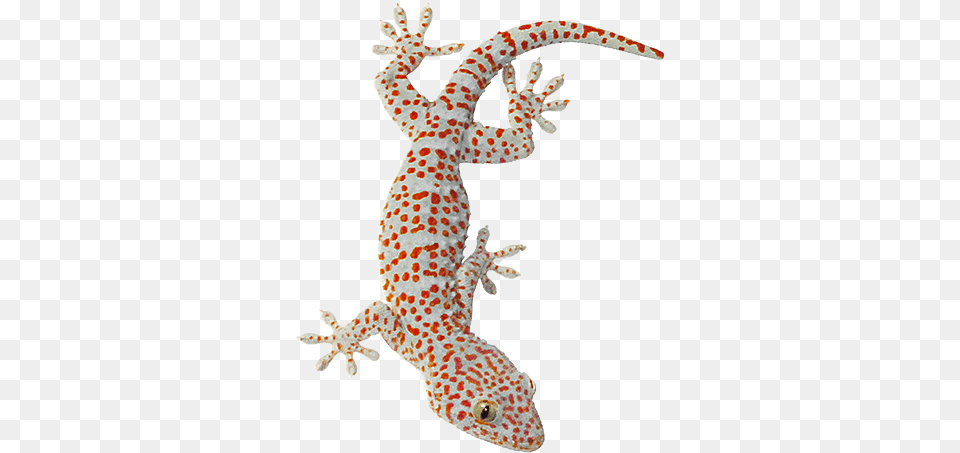 Tokay Gecko Lizard Animals Of Southeast Asia By Transparent Tokay Gecko, Animal, Reptile, Dinosaur Free Png Download