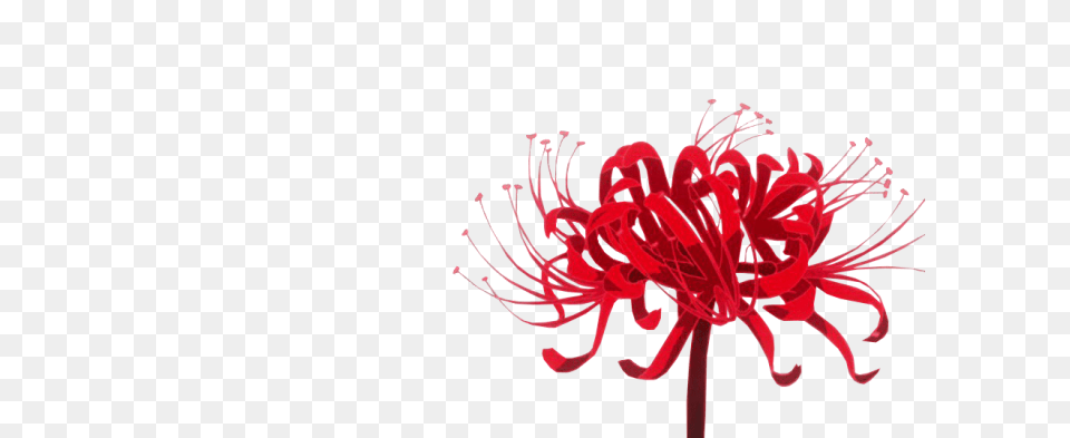 Tokyo Ghoul Flower Rat Red Spider Lily Full Tokyo Ghoul Red Spider Lily, Anther, Plant, Pollen, Petal Free Png