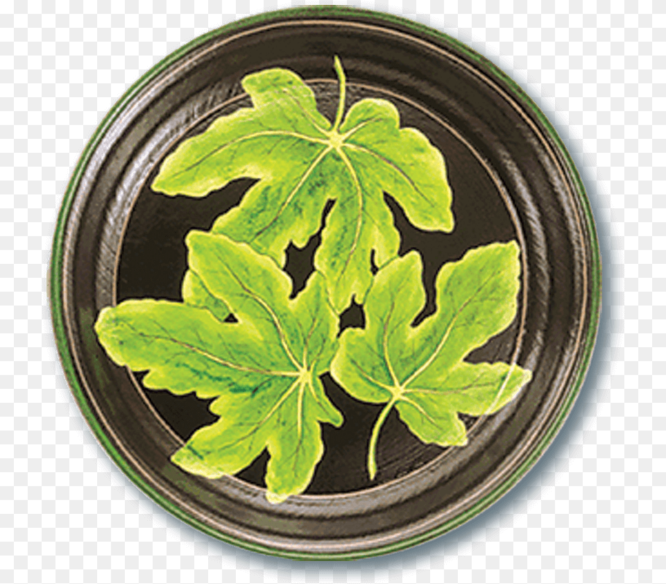 Tol 48 Fig Leaf, Plant, Photography, Plate, Food Png