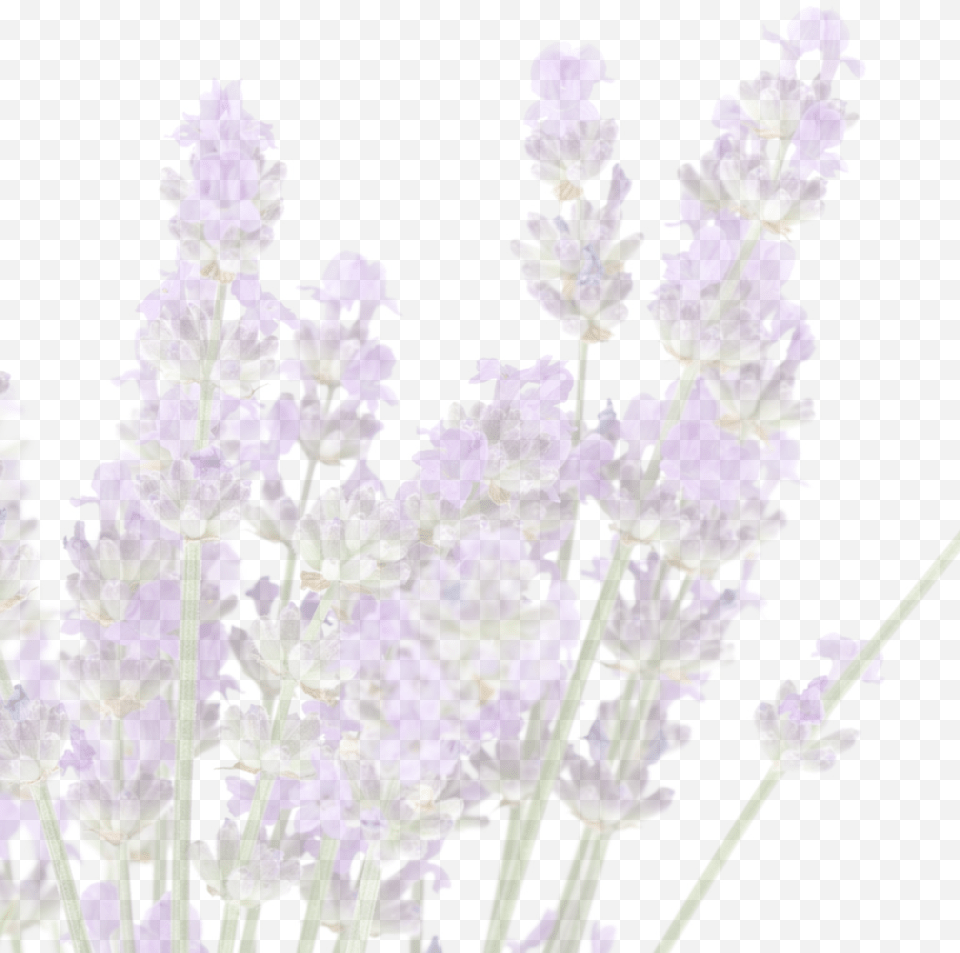 Told That The Greeks And The Romans Used Lavender English Lavender, Flower, Plant Png