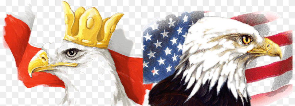 Toledo Polish American Festival Polish And American Eagle, Animal, Beak, Bird Free Transparent Png