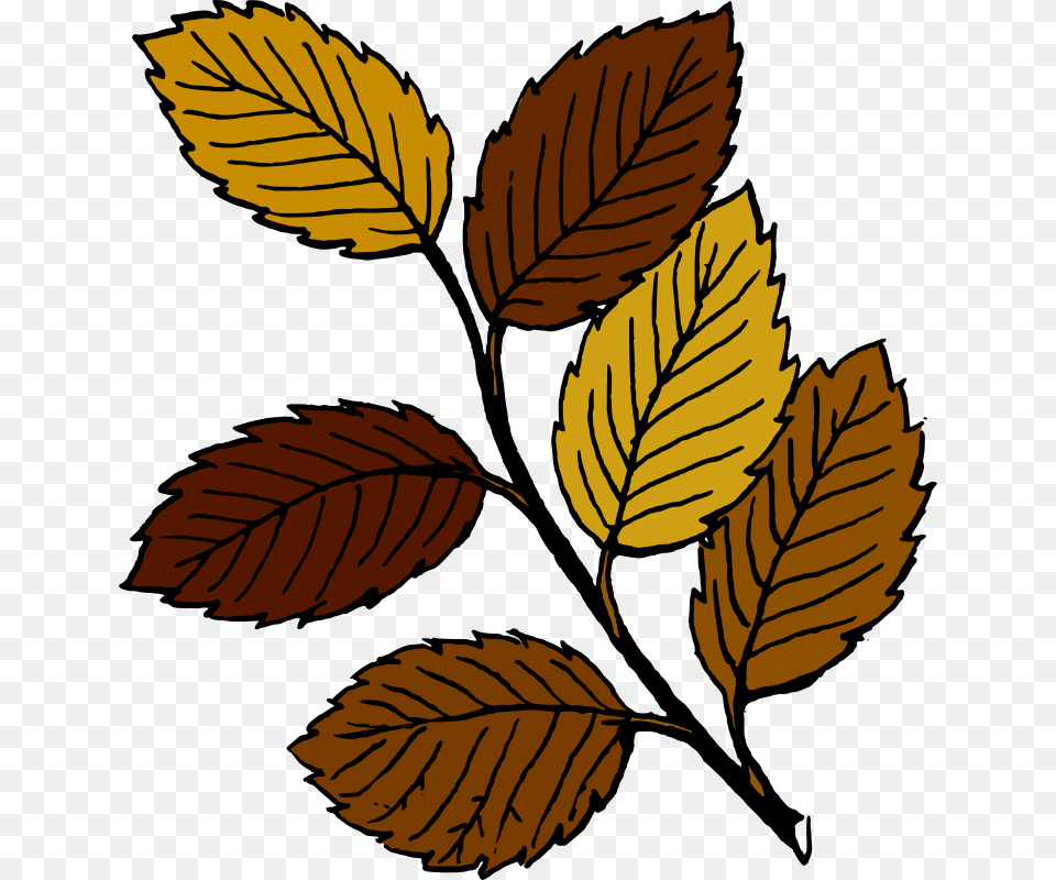 Tom Autumn Leaves On Branch, Leaf, Plant, Tree Free Png Download