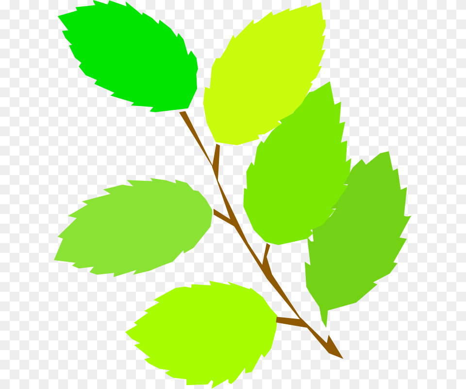 Tom Simple Spring New Leaves, Leaf, Plant, Person, Face Png