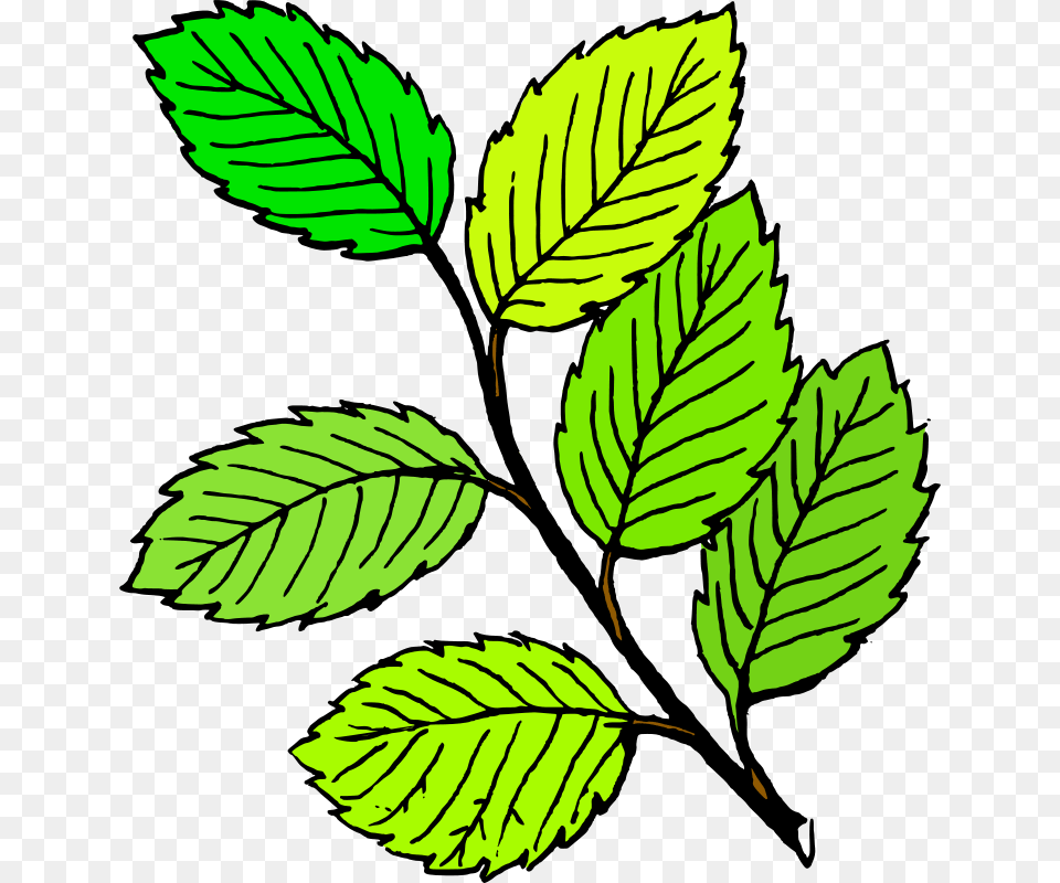 Tom Summer Leaves, Leaf, Plant, Tree, Herbs Png