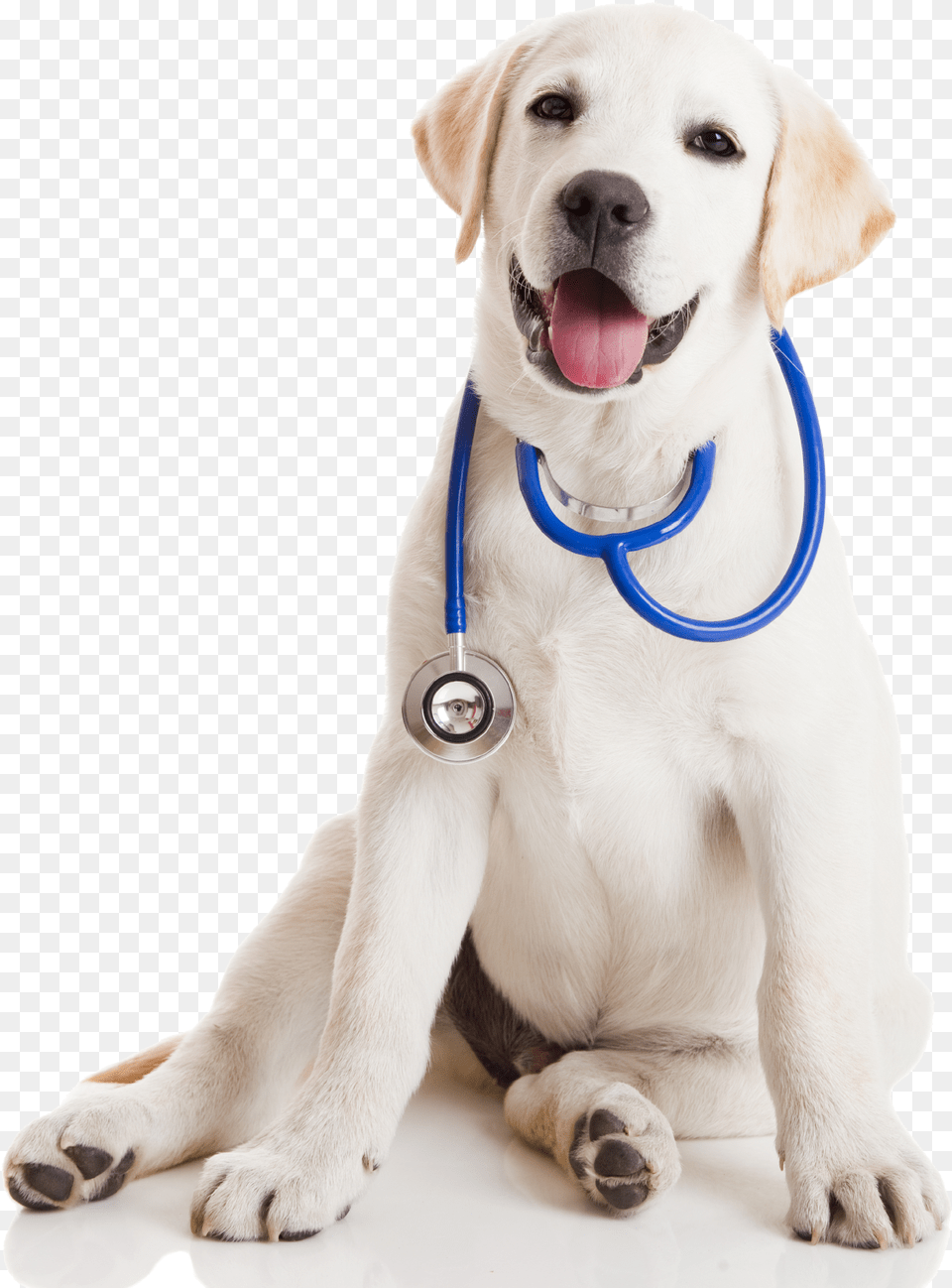 Tom Van Meter Practical Handbook Of Veterinary Homeopathy, Animal, Canine, Dog, Mammal Png