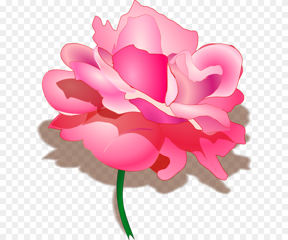 Tomas Arad Rose, Carnation, Flower, Plant, Petal Png Image