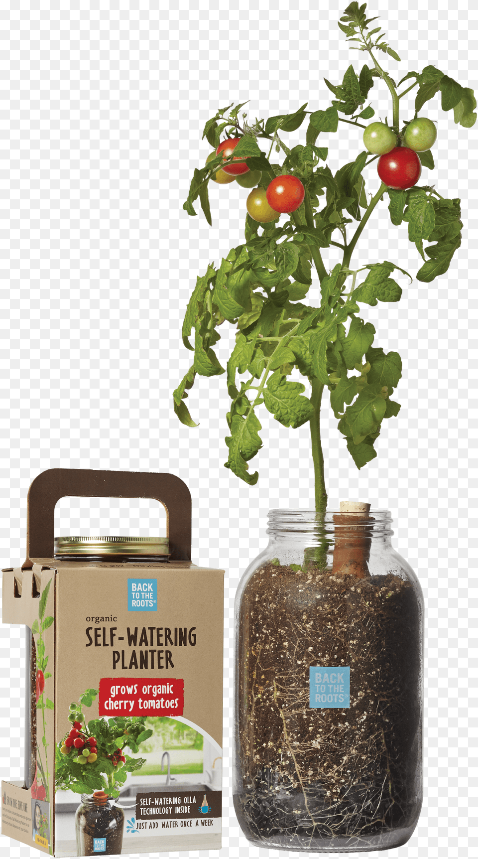 Tomato Free Transparent Png