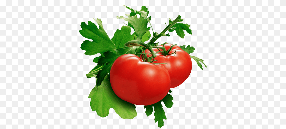 Tomato, Food, Plant, Produce, Vegetable Free Transparent Png