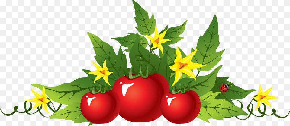 Tomato, Food, Fruit, Plant, Produce Free Png