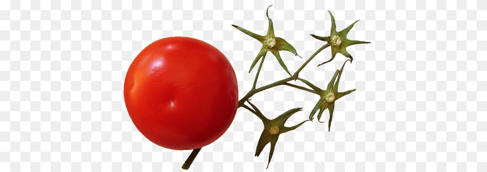 Tomato Food, Plant, Produce, Vegetable Free Png Download