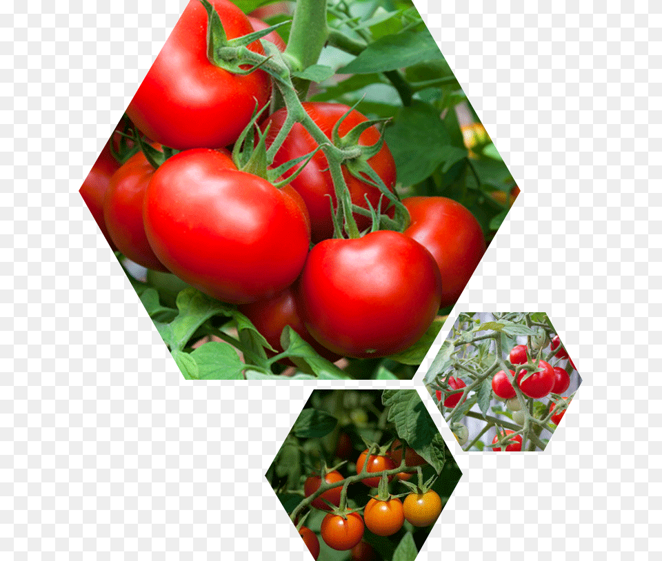 Tomato Celebrity, Food, Plant, Produce, Vegetable Png Image