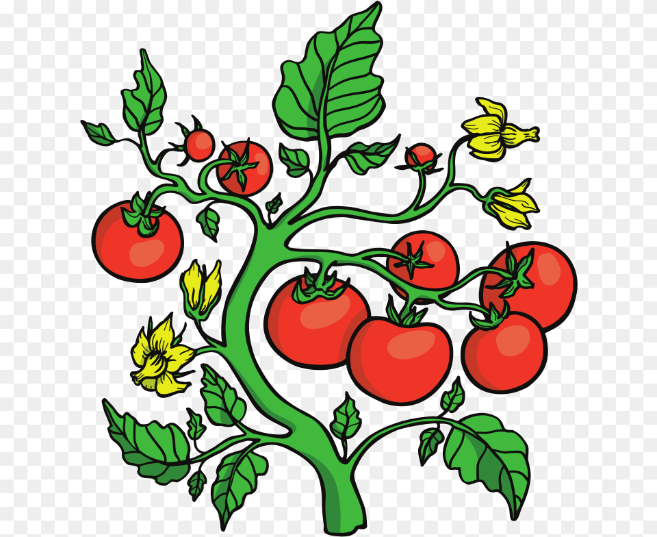Tomato Clipart Vector Graphics, Food, Plant, Produce, Vegetable Png Image