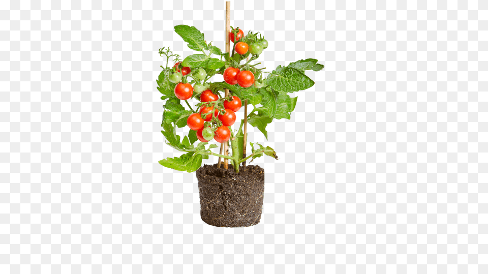 Tomato Flowerpot, Potted Plant, Plant, Leaf, Produce Free Png Download