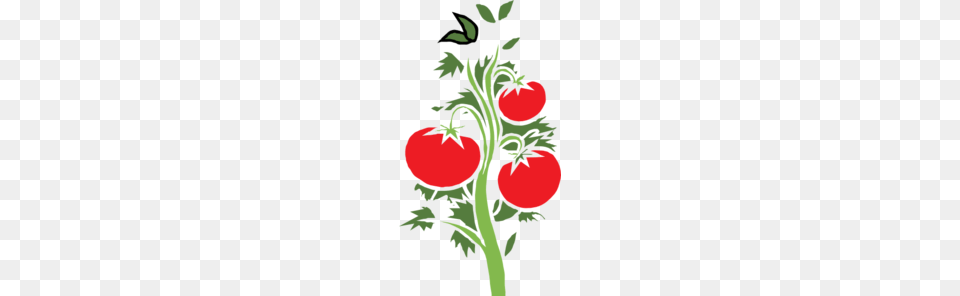 Tomato Plant Clip Art, Food, Produce, Vegetable, Person Png