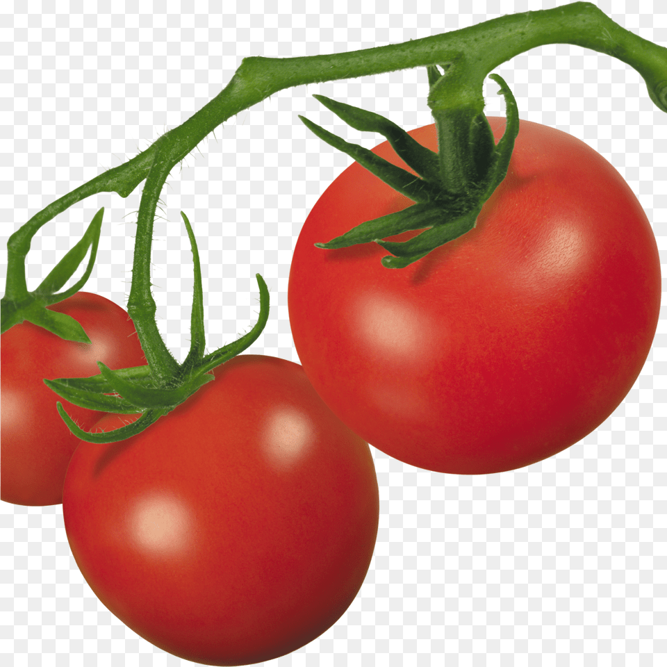 Tomato Plant Clip Art Transparent Background Tomato Plant Transparent, Food, Produce, Vegetable, Fruit Png