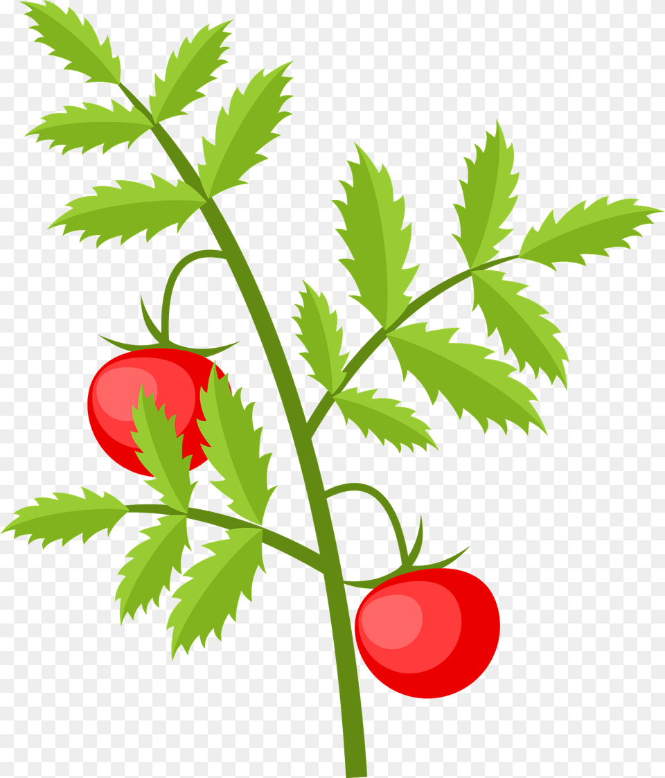 Tomato Plant Clipart, Leaf, Food, Fruit, Produce Png Image
