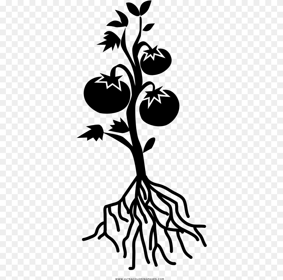 Tomato Plant Coloring, Gray Free Png Download