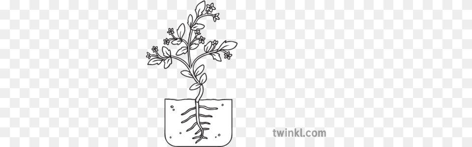 Tomato Plant Development Stage 5 Flowering Growth Seed Cute Butterfly Black And White, Art, Floral Design, Graphics, Pattern Png