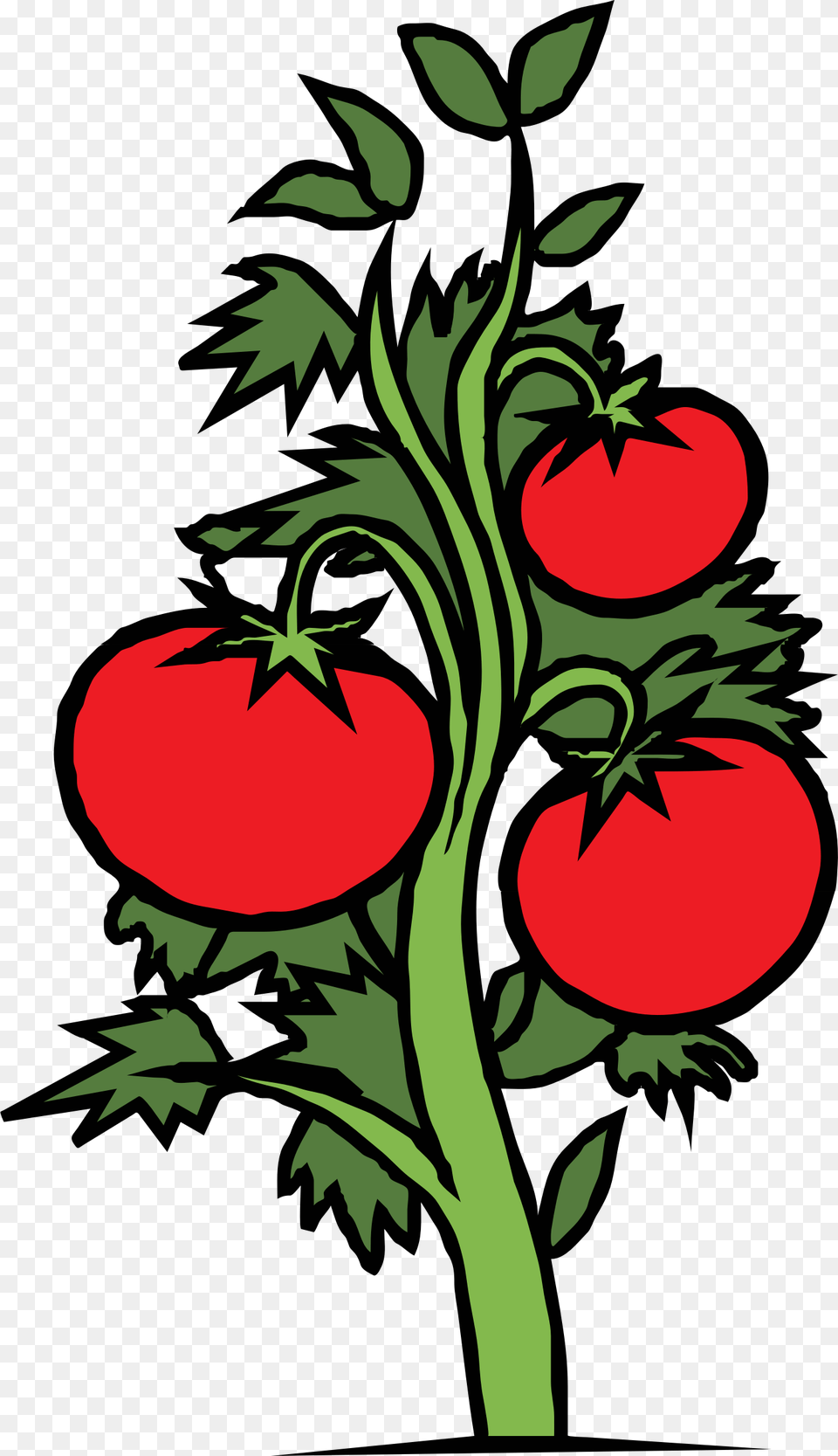 Tomato Plant Icons, Art, Graphics, Person, Food Png Image