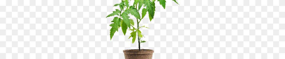 Tomato Plant Image, Herbal, Herbs, Leaf, Potted Plant Png